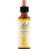 Gorse Bach Original 20Ml