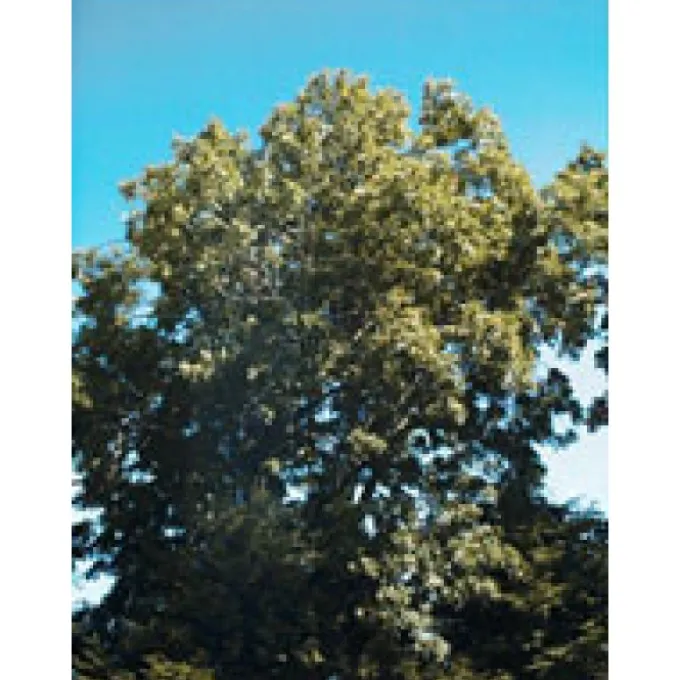 Msa Fraxinus Excelsior 50 Ml Salute Delle Articolazioni
